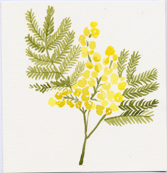 Acacia.jpg