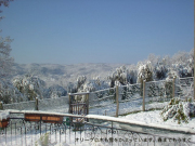 オリーブの木も雪をかぶっています。春までもうすぐ